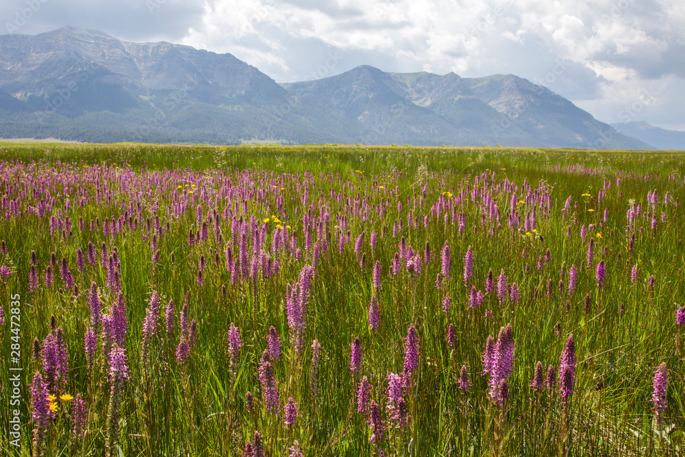 USA, Montana, Red Rock Lakes National Wildlife Refuge, Elephanthead wildflowers blooming with the Centennial Mountains as a backdrop
