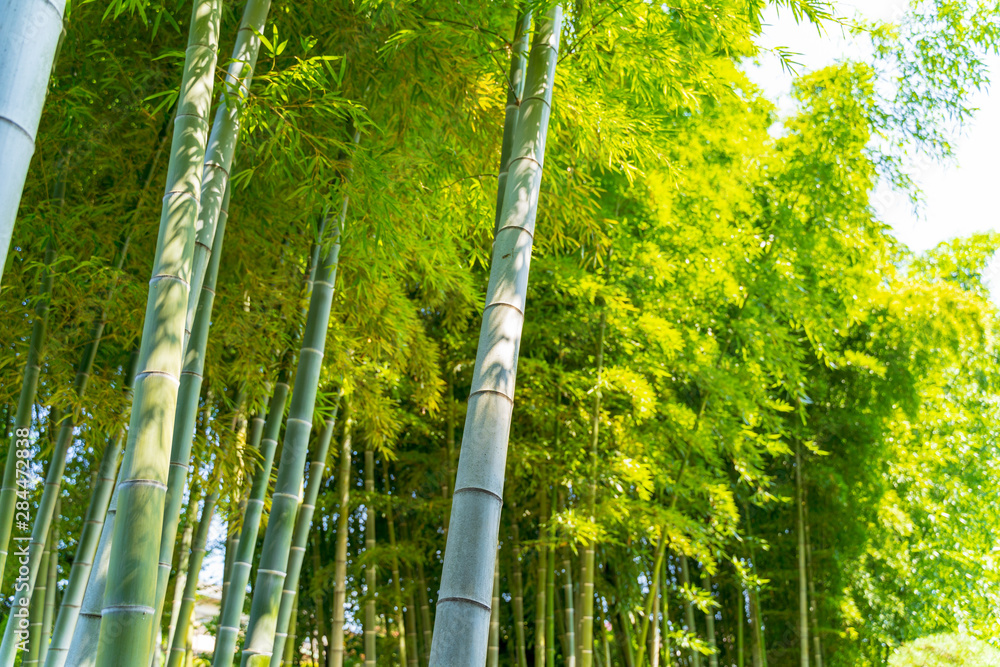 Fototapeta premium 竹林