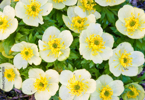 Wyoming, Sublette County, Close-up of a group of Globeflower in bloom. photo