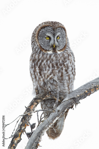 Wyoming, Sublette County, Great Gray Owl portrait. © Elizabeth Boehm/Danita Delimont