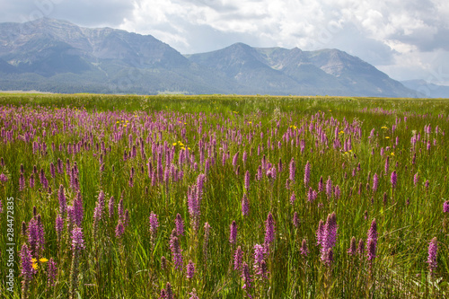USA, Montana, Red Rock Lakes National Wildlife Refuge, Elephanthead wildflowers blooming with the Centennial Mountains as a backdrop