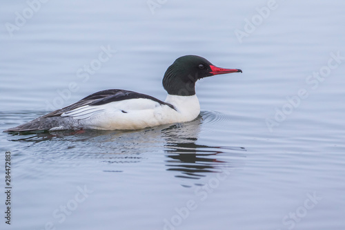 USA, Wyoming, Sublette County, male Common Merganser swims on a pond.