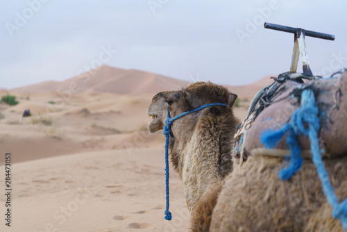Dromedary in Sahara desert in Marocco