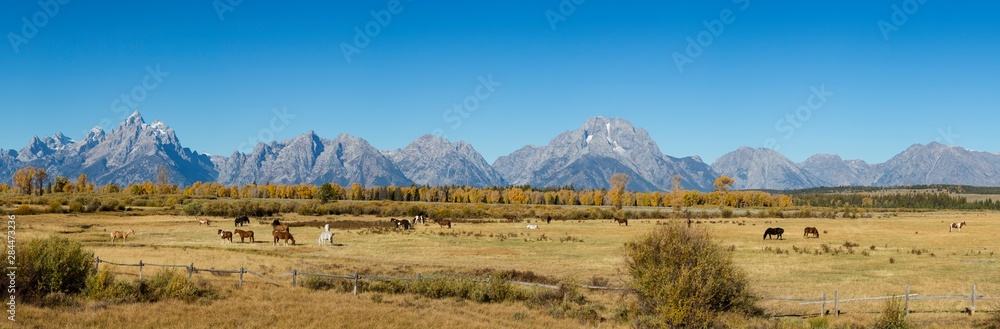 Horses and Grand Teton Mountain Range in fall, Grand Teton National Park, Wyoming