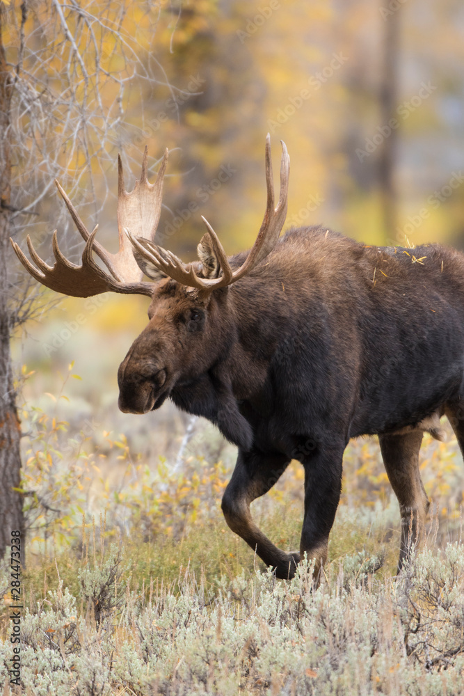 Moose (Alces alces) bull in fall, Grand Teton National Park, Wyoming Moose (Alces alces) bull in fall, Grand Teton National Park, Wyoming