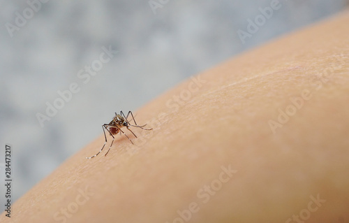 Mosquito sucking blood on human skin cause sick, Malaria,Dengue,Chikungunya,Mayaro fever,Dangerous Zica virus,influenza,Zika virus