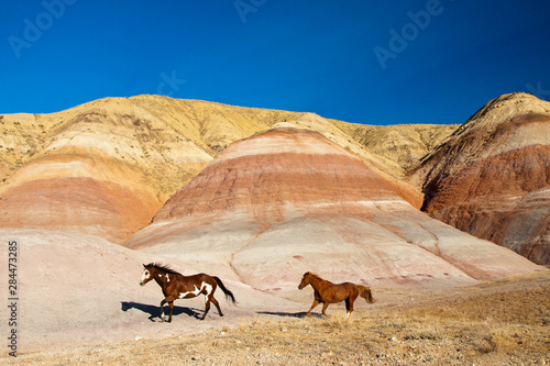 USA  Wyoming  Shell  Heard of Horses Running along the Painted Hills of the Big Horn Mountains