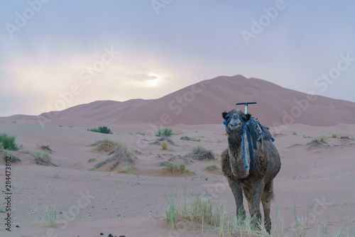 Dromedary in Sahara desert in Marocco