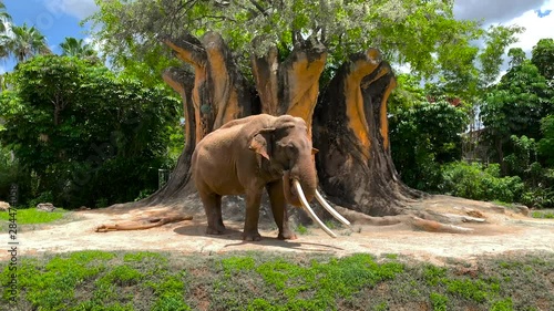 Big African elephant eating near a Beautiful Tree photo