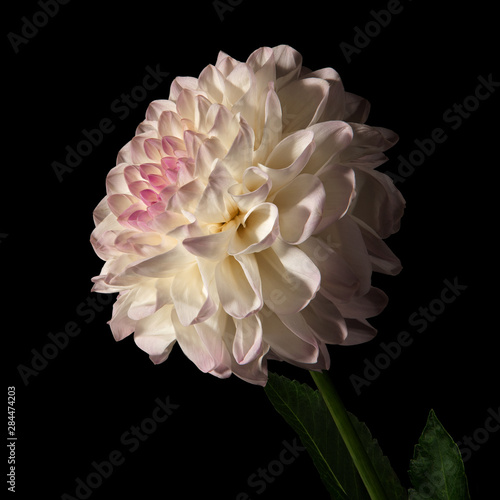 White dahlia flower on a black background. Side view