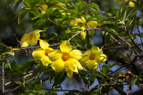 Wallpaper Mural  Yellow Allamanda flower  with green leaf Torontodigital.ca