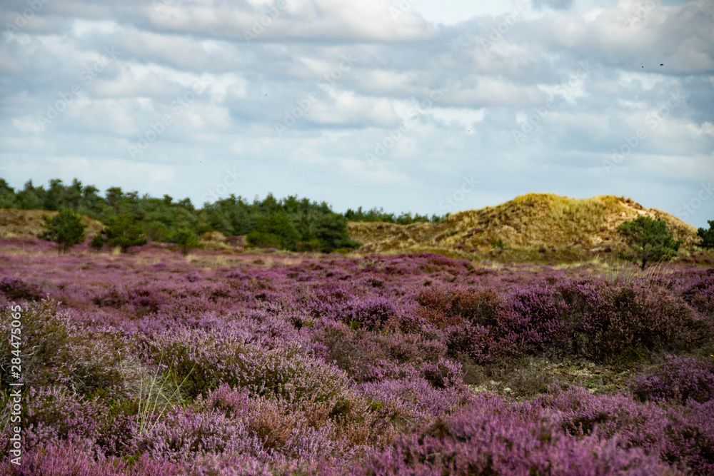 The heather blooms in the dunes on the island of Fanø on the Danish west coast and on the North Sea The heather blooms in the dunes on the island of Fanø on the Danish west coast and on the North Sea