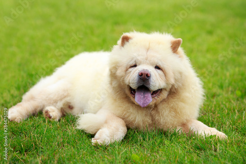 The dog breed chow chow photo