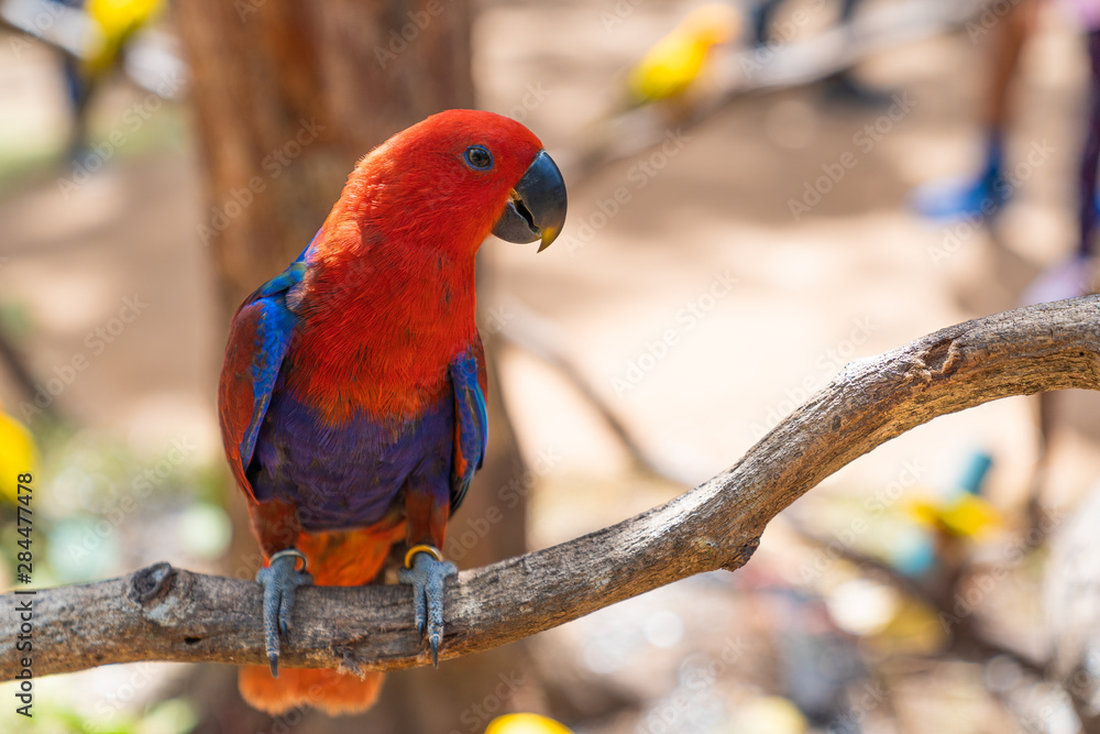 Red Eclectus Parrot on tree.