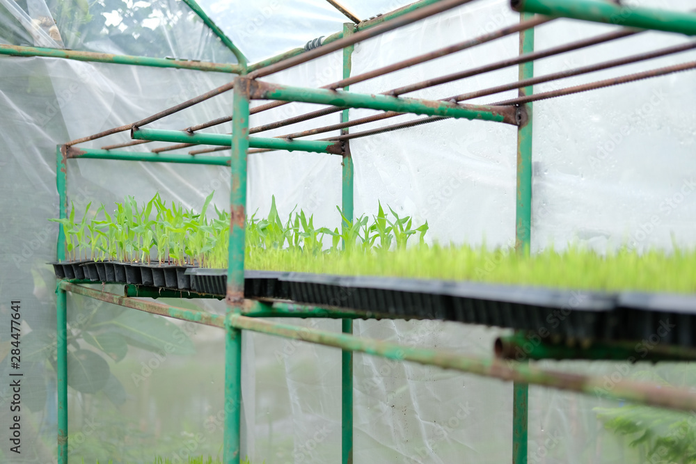 Fototapeta premium seedling plant growing in nursery greenhouse