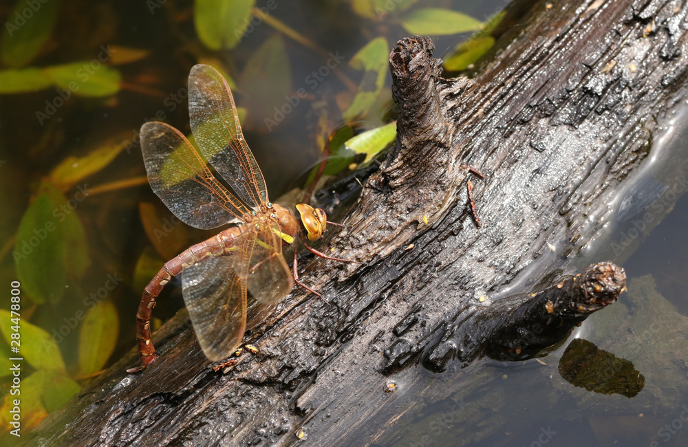 A female Brown Hawker Dragonfly, Aeshna grandis, laying eggs on a branch that is floating in a boggy pond in the UK. A female Brown Hawker Dragonfly, Aeshna grandis, laying eggs on a branch that is floating in a boggy pond in the UK.