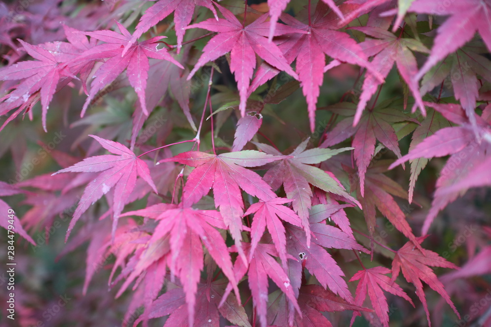 色づくもみじの葉 色づくもみじの葉