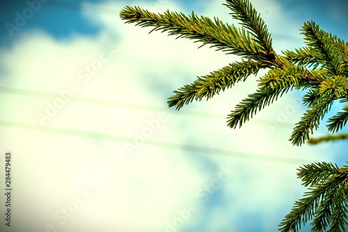spruce branch on background of blue sky and clouds