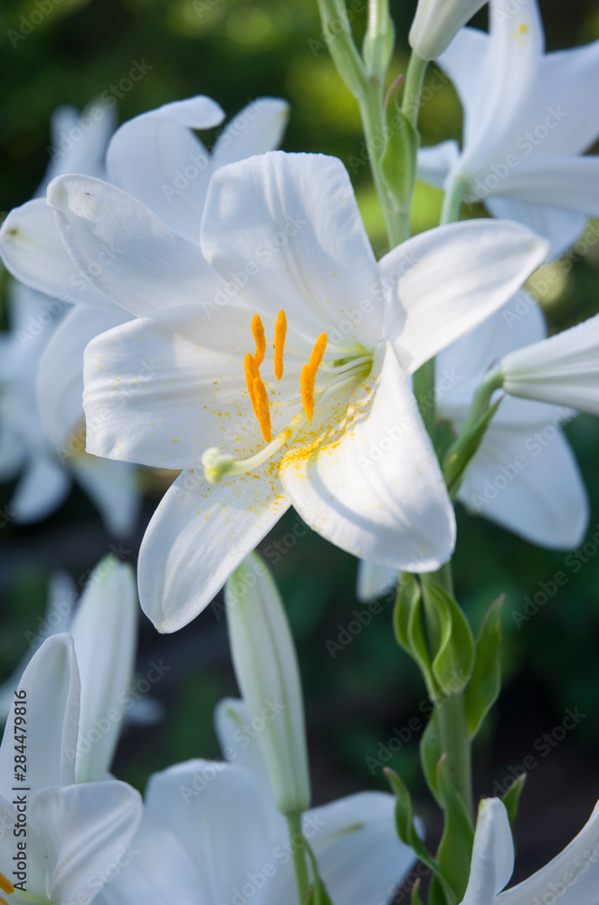 White lily flower, beautiful background, a symbol of cleanliness and tenderness White lily flower, beautiful background, a symbol of cleanliness and tenderness