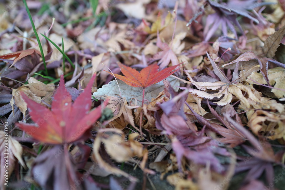 もみじの落ち葉