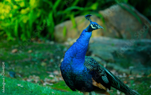 Wallpaper Mural Curious peacock Torontodigital.ca