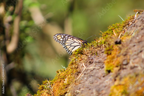 Monarch butterfly © Jimena