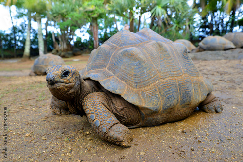 Seychelles Giant Tortoises, (Aldabrachelys gigantea) in park.