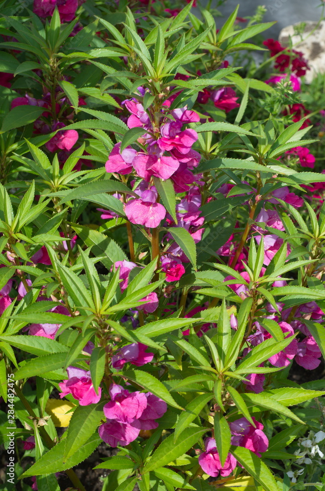 Balsamine flower blooms in the summer garden Balsamine flower blooms in the summer garden