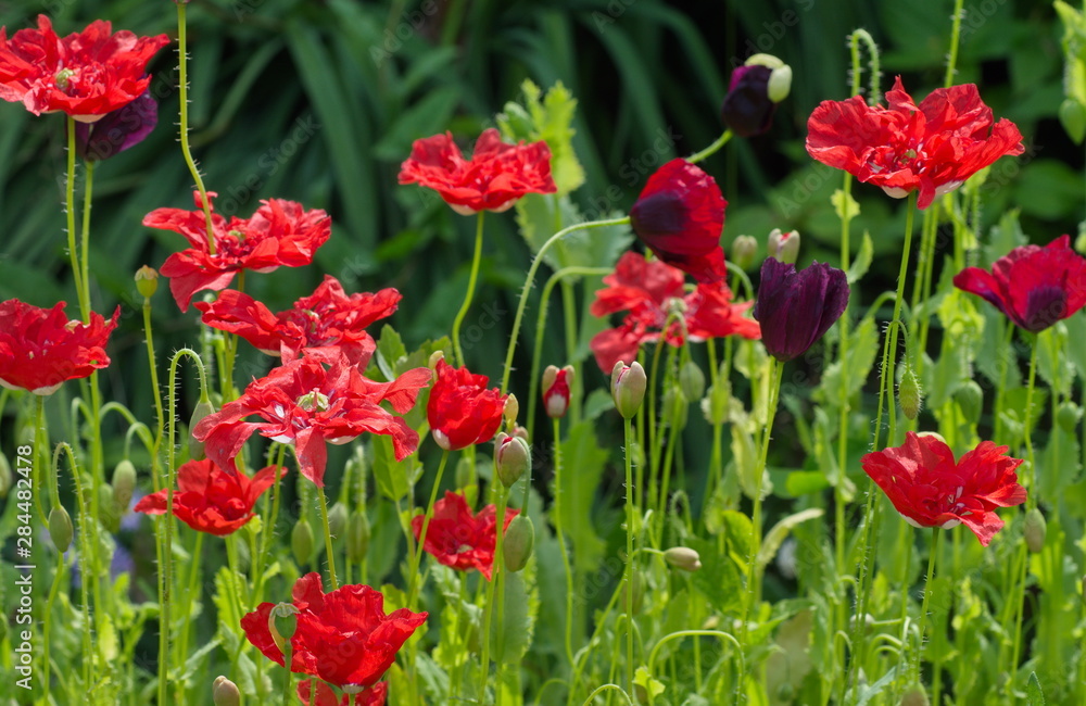 Blooming poppies in the garden on a summer day