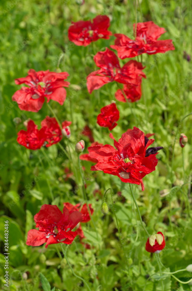 Red poppies bloom in the garden on a Sunny summer day 