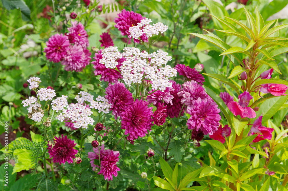 Pink chrysanthemums and white Common yarrow (Achillea millefoliumwhite) in the garden