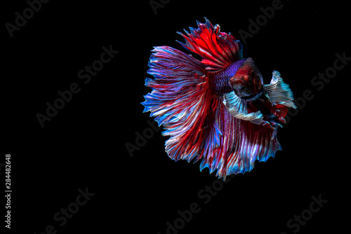 Beautiful fighting fish with black background.