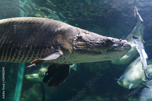 Head of Arapaima (Arapaima gigas), also known as the pirarucu in their habitat close up