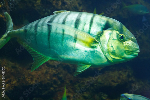 Golden trevally (Gnathanodon speciosus), also known as the golden kingfish, banded trevally and king trevally in their habitat