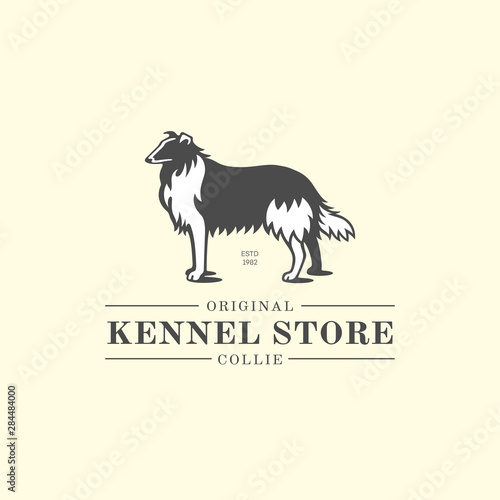 Collie dog