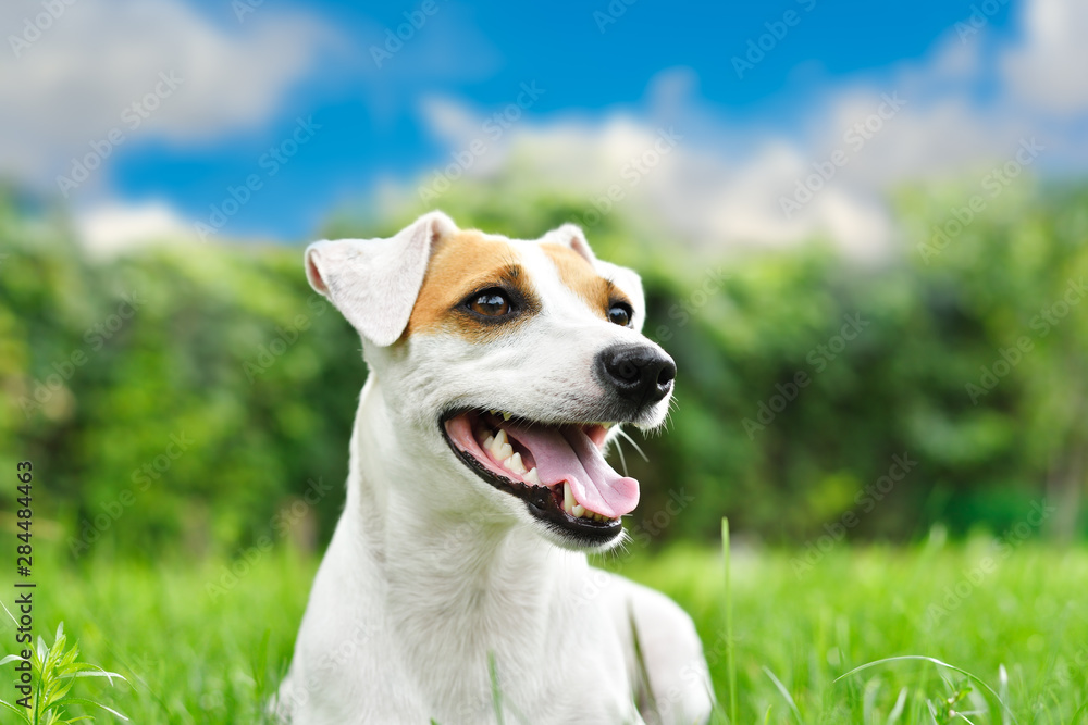 Portrait of a beautiful curious dog Jack Russell Terrier, closeup, outdoors