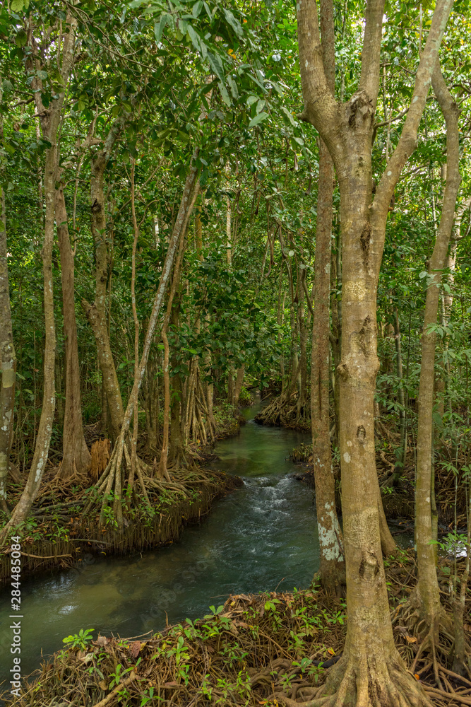 Obraz premium Pristine and tranquil mangrove swamp of Tha Pom Khlong Song Nam in Krabi, Thailand