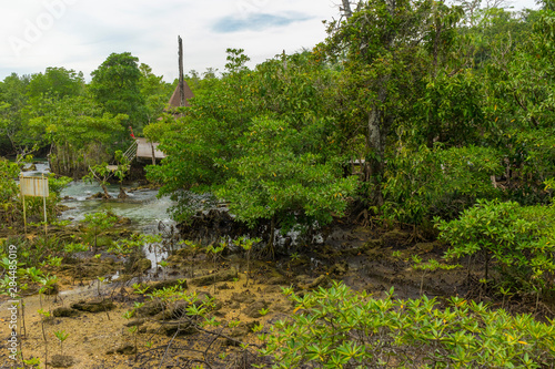 Pristine and tranquil mangrove swamp of Tha Pom Khlong Song Nam in Krabi, Thailand  photo