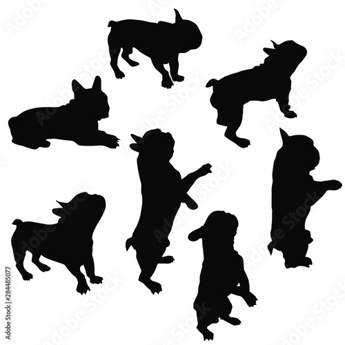 Set of vector silhouettes of a French bulldog in different poses, standing, lying, sitting, black color, isolated on white background