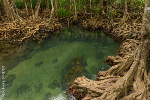 Pristine and tranquil mangrove swamp of Tha Pom Khlong Song Nam in Krabi  Thailand 