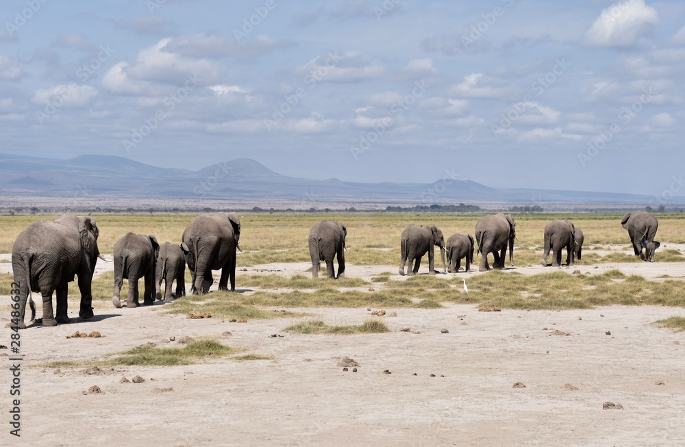 Line of African Elephants, Amboseli National Park, Kenya Line of African Elephants, Amboseli National Park, Kenya