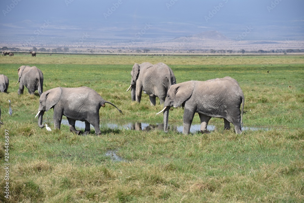 Herd of African Elephants Cooling Off in Swamp, Amboseli, Kenya