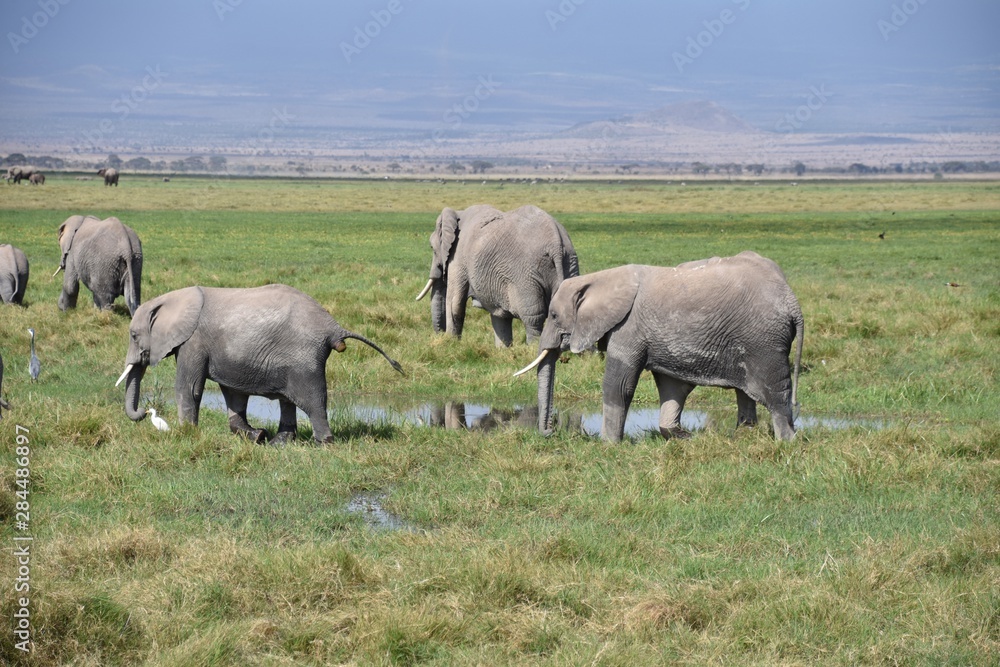 Herd of African Elephants Cooling Off in Swamp, Amboseli, Kenya Herd of African Elephants Cooling Off in Swamp, Amboseli, Kenya