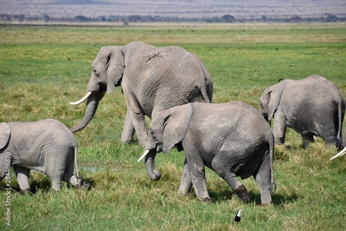 Several Younger African Elephants  Amboseli National Park  Kenya