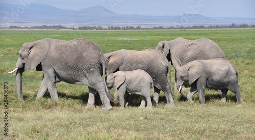 Cluster of African Elephants  Amboseli  Kenya