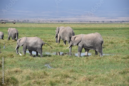 Herd of African Elephants Cooling Off in Swamp  Amboseli  Kenya