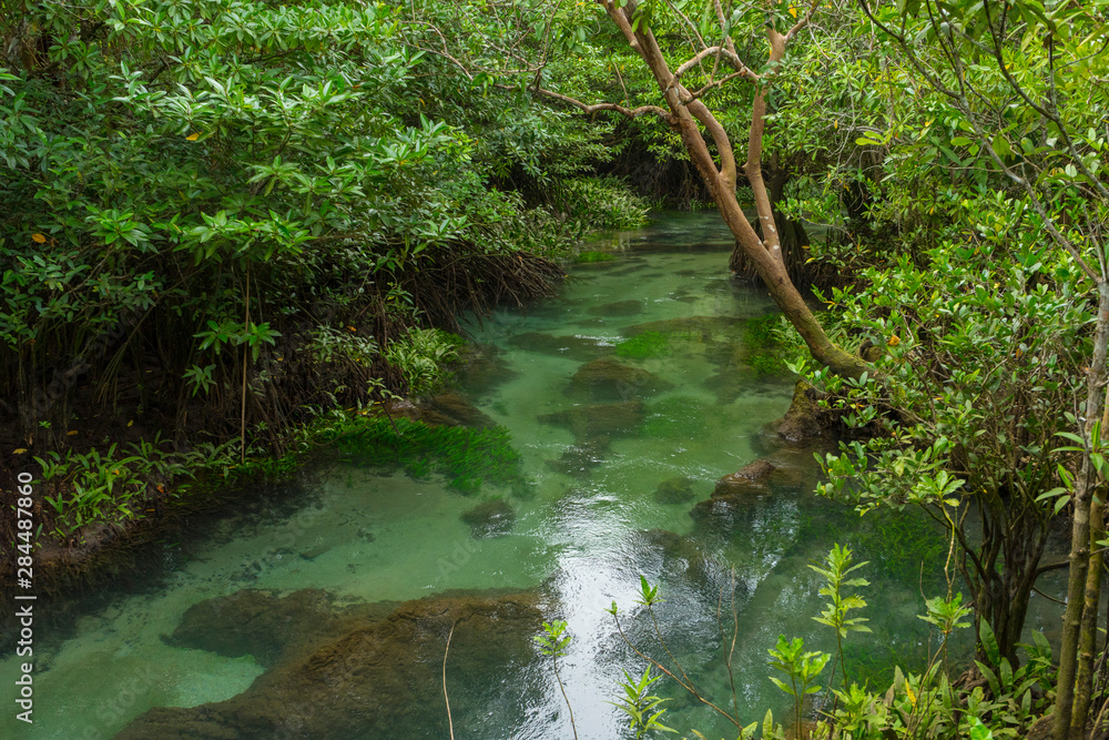 Pristine and tranquil mangrove swamp of Tha Pom Khlong Song Nam in Krabi, Thailand 