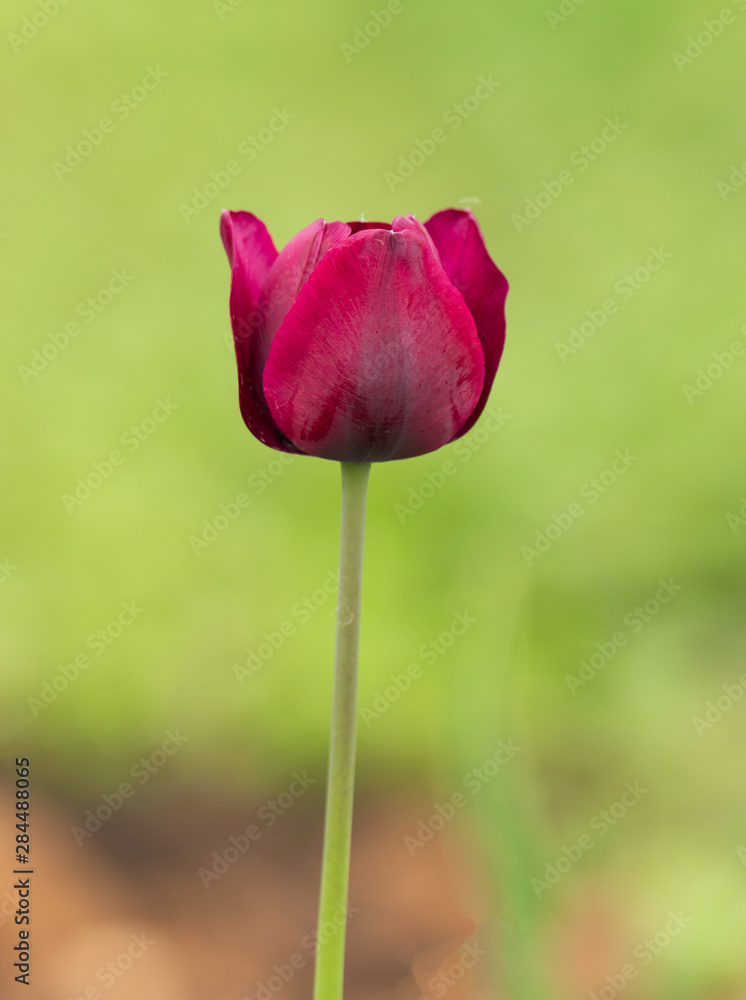 purple tulip flower on green background purple tulip flower on green background