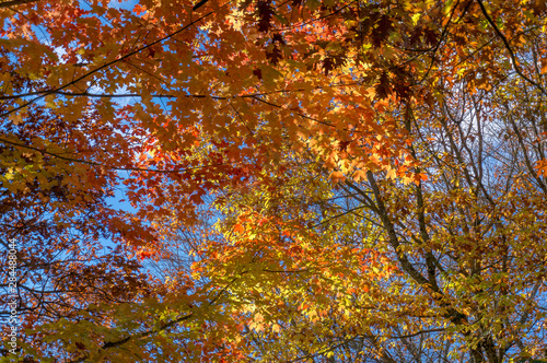 Autumn foliage nature background with bright orange maple leaves