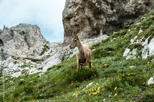 Steinbocks in the Julian alps